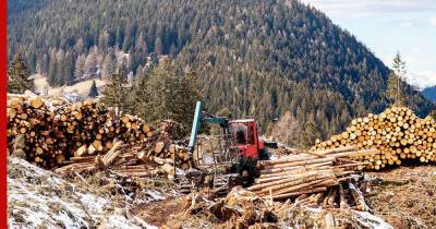 Правительство России разработало новые меры поддержки лесной промышленности
