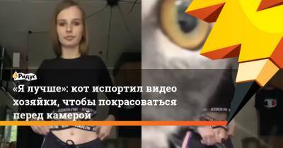 «Я лучше»: кот испортил видео хозяйки, чтобы покрасоваться перед камерой