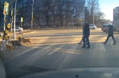В Рязани уличные собаки напали на пса, идущего на поводке с хозяйкой