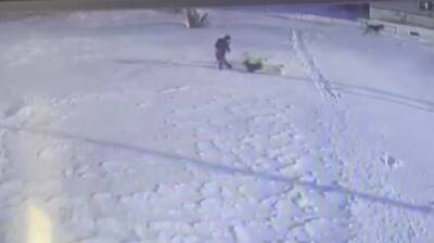 В Пензенской области выложили видео с нападением собак на ребенка