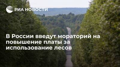 Вице-премьер Абрамченко: правительство на год заморозит ставки аренды лесов