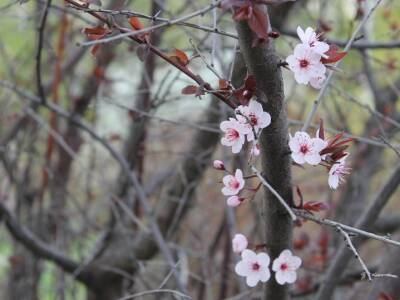 В Японии 17 марта начала цвести сакура