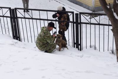 С начала года в Корсаковском районе поймали 140 бездомных собак