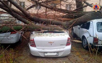 В Ташкенте упавшее дерево повредило шесть автомобилей