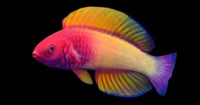 Поярче Skittles. Ученые открыли новый вид радужной рыбы (фото)