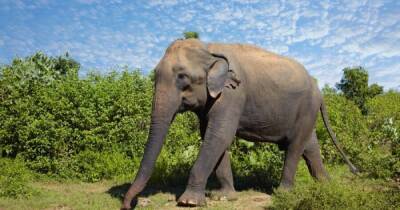 Почти как у людей. Ученые выяснили, что стресс влияет на социальную жизнь азиатских слонов