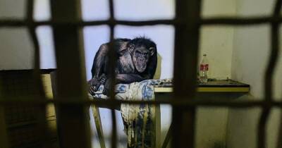 В зоопарке под Киевом животные гибнут от холода и голода (фото, видео)