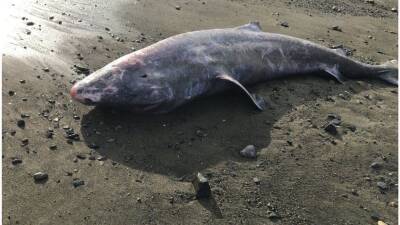 На берег выбросило тело 100-летней акулы