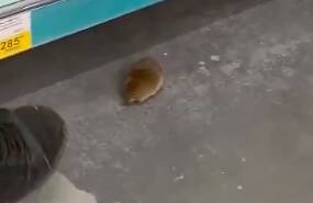 В Новосибирске в детском отделе «Ленты» обнаружили живую мышь