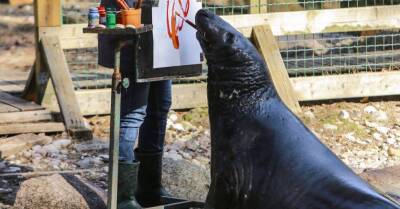 В Рижском зоопарке проходят Дни тюленей