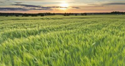 Австралия опровергла выводы ООН о грядущем спаде производства зерна из-за глобального потепления