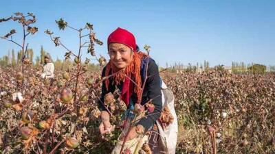 Узбекистан избавился от принудительного и детского труда при сборе хлопка – МОТ