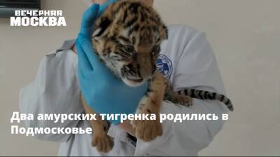 Два амурских тигренка родились в Подмосковье