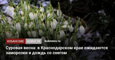 Суровая весна: в Краснодарском крае ожидаются заморозки и дождь со снегом