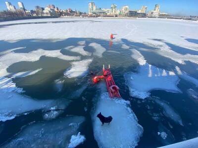 В Челябинске спасли бездомного пса, провалившегося в полынью на реке Миасс
