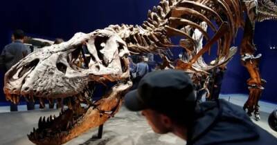 Не только T.rex. Ученые выяснили, что по Земле ходили целых три вида тираннозавров
