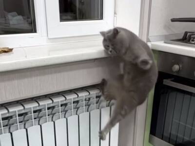 Неудачный прыжок кота развеселил пользователей Сети
