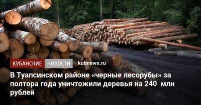 В Туапсинском районе «черные лесорубы» за полтора года уничтожили деревья на 240 млн рублей - kubnews.ru - Краснодарский край - Кубань - район Туапсинский