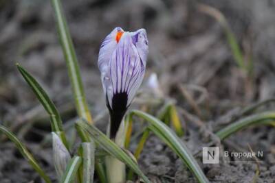 Метеорологическая весна наступит в Нижегородской области в середине марта