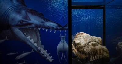 Морской монстр из Перу питался акулами: ученые нашли останки древнего 17-метрового кита (фото)