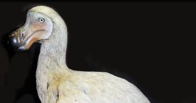 Воскресить нелетающую птицу. Ученые хотят вернуть к жизни знаменитого додо - focus.ua - Украина - Маврикий