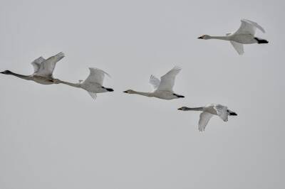 Перелетные птицы вернутся в Новосибирск 22 марта