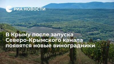 Полпредство: в Крыму после запуска Северо-Крымского канала появятся новые виноградники