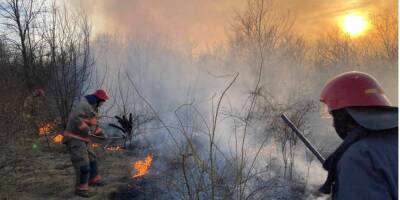 Причина рекордного количества пожаров в экосистемах Одесской области — сжигание сухостоя, которое приравнивают к диверсиям — ГСЧС