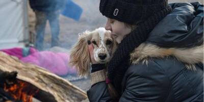 По всей Украине. Приюты для животных, которые остро нуждаются в помощи во время войны