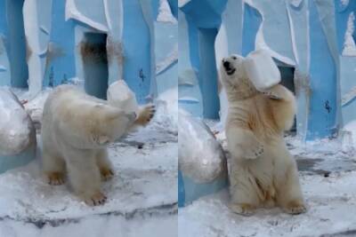 Белый медведь Кай в Новосибирском зоопарке научился жонглировать