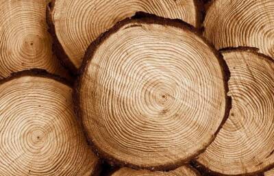 В России зарегистрирован озонобезопасный пестицид для обеззараживания древесины
