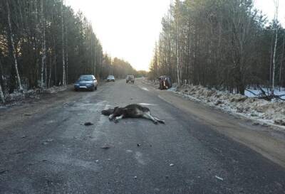 Несовершеннолетний пассажир пострадал в столкновении Daewoo Matiz и лося на дороге в Тверской области