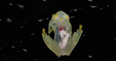 Видно даже сердце. В Эквадоре нашли два новых вида стеклянных лягушек (фото)