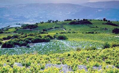 Винные маршруты Кипра: долина реки Диаризос