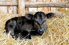 На Харьковщине в фермерском хозяйстве новорожденного теленка назвали Байрактар