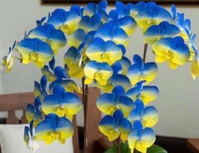 На Тайване вывели новый сорт орхидей "Украина" (ФОТО)