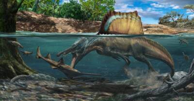 Умели ли спинозавры плавать: мнения ученых разделились