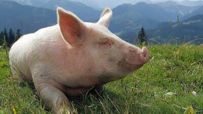 Весной возможно обострение африканской чумы свиней
