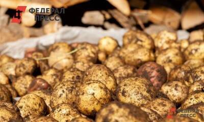 Израильские фермеры готовы уничтожать картошку, которая предназначалась России