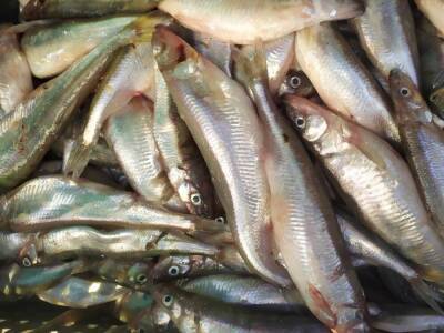 «Коммерсант»: Росрыболовство задумалось о регулировании розничных цен на рыбу