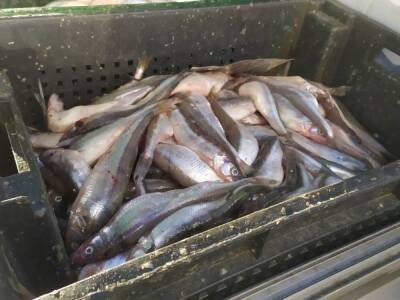 Росрыболовство опровергло вероятность госрегулирования цен на рыбу