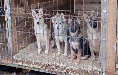 Зоозащитники Твери собрали деньги на кашу для 400 собак