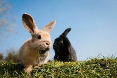 Хозяин участка развел кроликов, которые причинили страдания соседям
