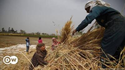Пшеница дорожает из-за войны в Украине и коронавируса. Есть ли выход?
