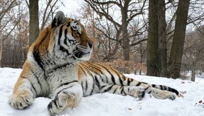 "Жаль, что не тот самый!": В зоопарке Миннесоты умер амурский тигр Путин
