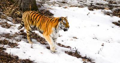 В американском зоопарке скончался тигр по имени Путин