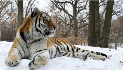 В одном из зоопарков США умер тигр Путин — у животного случился сердечный приступ - objectiv.tv - США - Украина - шт. Миннесота - Чехия - Харьков - state Minnesota