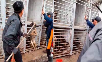 В Ахангаране начался массовый отлов и убийство бездомных собак