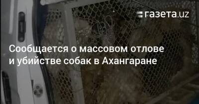 Сообщается о массовом отлове и убийстве собак в Ахангаране