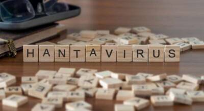 Ученые обнаружили первые эффективные человеческие антитела к хантавирусу